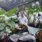 Rufino looks at his Araceae specimens