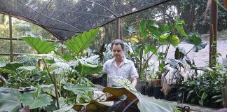 Rufino observa seus espécimes de Araceae