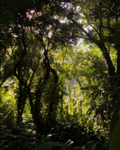 Floresta da Tijuca, onde serão realizadas as Residências na Floresta da EAV Parque Lage. Foto: Alice Loureiro