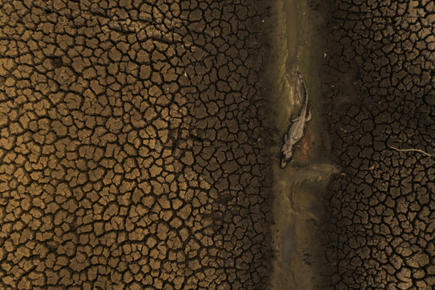 Um jacaré morto deitado em uma lagoa seca ao lado da estrada Transpantaneira no Pantanal, no Brasil. Entre janeiro e novembro de 2020, mais de um quarto do Pantanal foi queimado. Poconé, Mato Grosso, 2020. Foto: Lalo de Almeida.