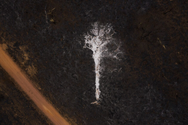 Cinzas marcam no pasto queimado, o que era um árvore, que foi totalmente consumida pelo fogo em uma fazenda na região do Pantanal Mato-Grossense. Santo Antonio de Leverger, Mato Grosso, 2020. Foto: Lalo de Almeida.