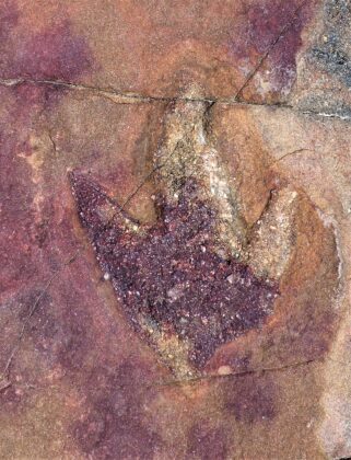 Pegada de dinossauro, terópode. Formação Antenor NAvarro/Bacia de Sousa, Paraíba, aprox. 140 milhões de anos. Crédito: UFRJ/Ismar de Souza Carvalho