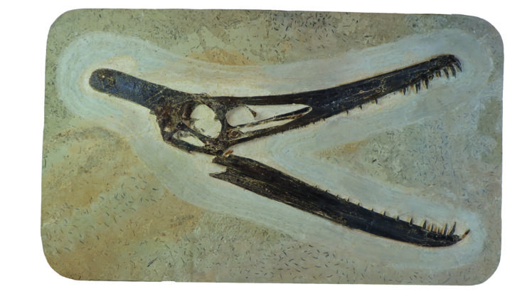 Crânio do Pterossauro Ludodactylus