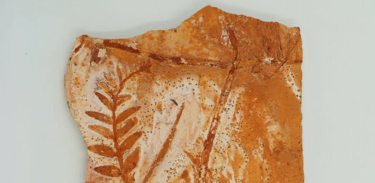 Fóssil de planta doado ao Museu Nacional. Foto: Handerson Oliveira