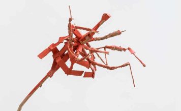 Exposição “Entrar na Roda” de Janina McQuoid
